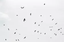Group of seagull birds fly in the sky. Mostphotos.