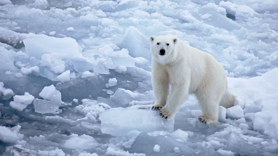 A polar bear on ice. Photo