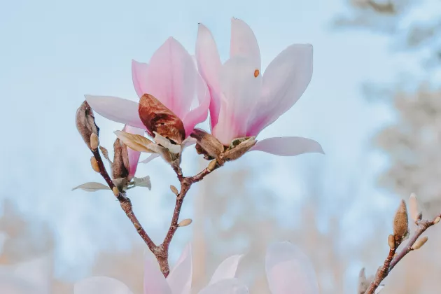 A magnolia flower.