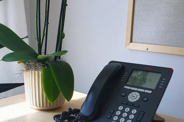 A telephone and a plant.