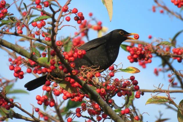 Photo by Chris on Unsplash_blackbird.jpg Photo of blackbird sitting in a tree with berries.