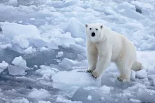 A polar bear on ice. Photo