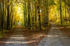 Two gravel paths in a forest in autumn. A picture. 
