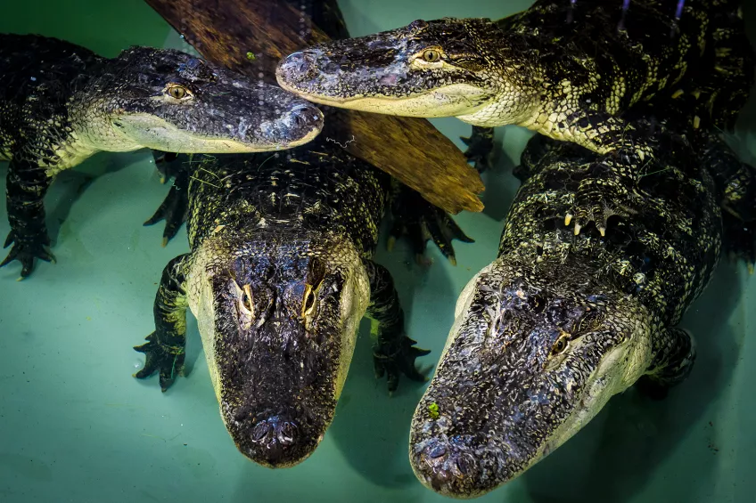 Close up photo of four alligators. Photo.