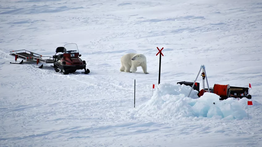A polar bear and a snowmobile.