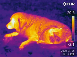 Infrared photo of dog