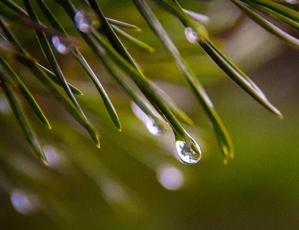 Fern needles with water drops